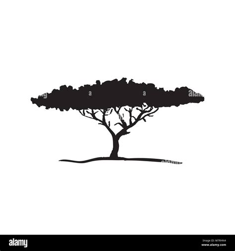 Vector silhouette of acacia tree. African flora Stock Vector Image & Art - Alamy