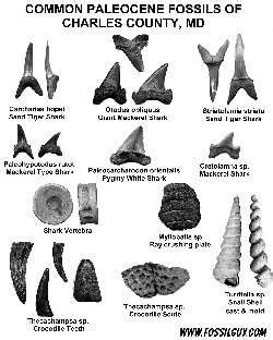33+ Chart Dinosaur Teeth Identification - SohailZivah