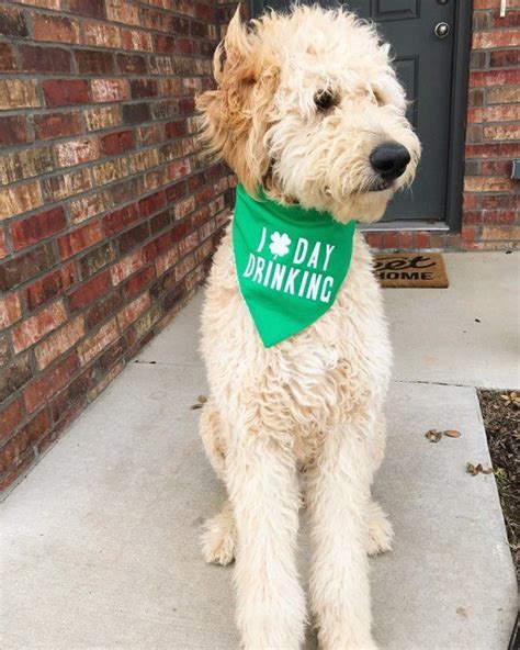 St Patrick's Day Drinking Bandana | Etsy | Dog bandana, Class pet, Dog ...