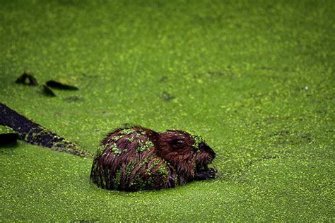 Muskrat at Beaver Marsh CVNP Photograph by Adam Modena | Pixels