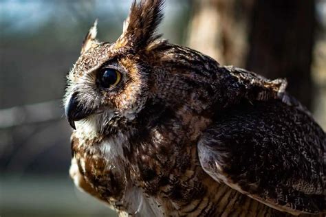 Owls in Indiana (8 Species with Pictures) - Wild Bird World