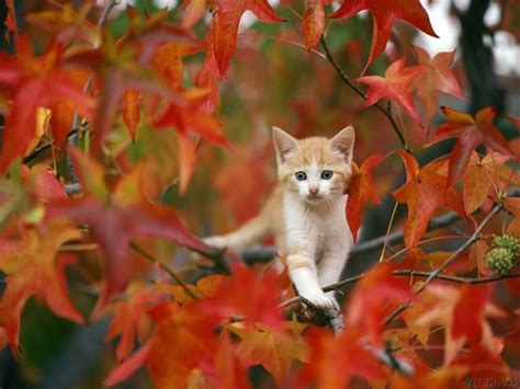 Free Fall Animal Wallpaper - WallpaperSafari