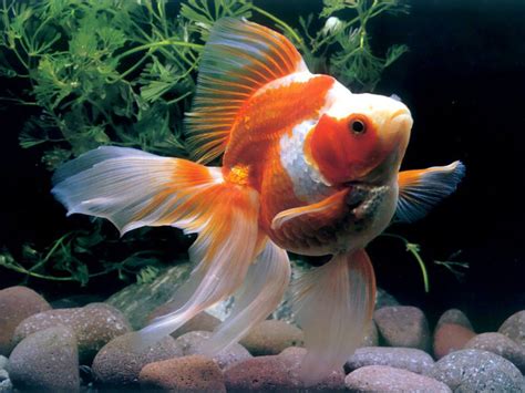 PicturesPool: Beautiful Fishes Wallpaper Pictures | Sea Water Animals