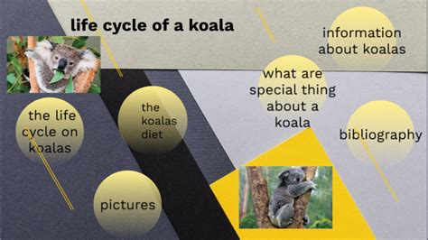 Life Cycle Of A Koala Diagrams For Kids - IMAGESEE