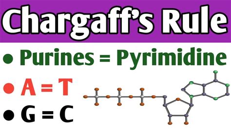 Chargaff's Rule Of Base Pairing