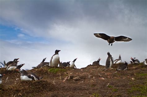 Wildlife of South Georgia Island [pics] - Matador Network