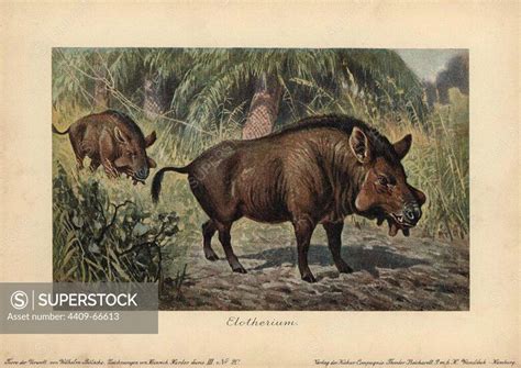 Elotherium or Entelodon, an extinct genus of Entelodontidae that lived ...