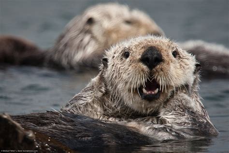 California Sea Otter Population Declining • The National Wildlife Federation Blog : The National ...