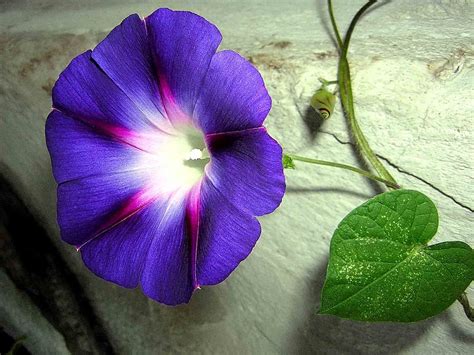 Morning Glory -Nana … | Morning glory flowers, September birth flower, Garden vines