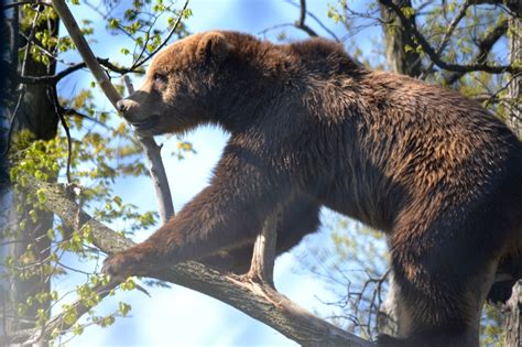 rescued Kodiak bear cubs | iMAGiNETHAT!