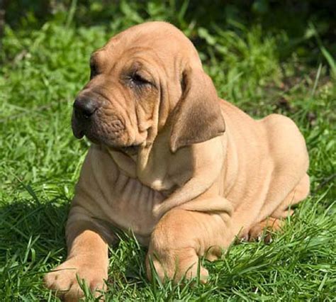 Fila Brasileiro (Brazilian Mastiff) Info, Temperament, Puppies, Pictures