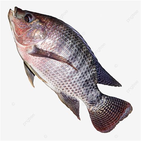 Tilapia Fish White Transparent, Tilapia Fish Png, Fish Png, Fish, Tilapia PNG Image For Free ...