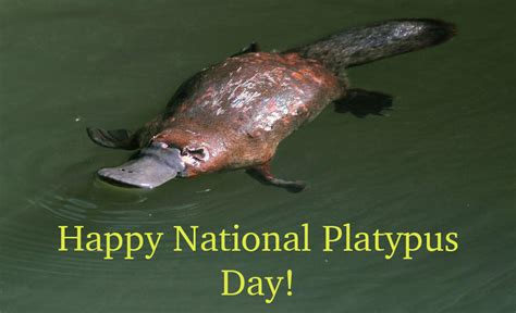 Happy National Platypus Day! by Uranimated18 on DeviantArt