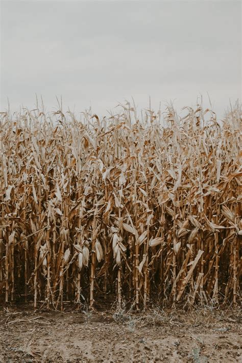 fall harvest cornfield | Country backgrounds, Western aesthetic ...