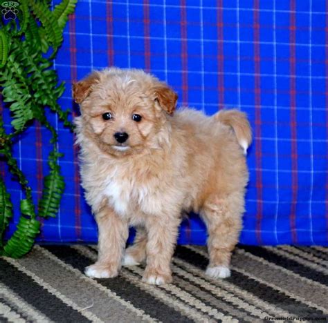 Bella - Pomapoo Puppy For Sale in Pennsylvania