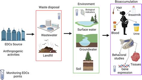 Environmental persistence, detection, and mitigation of endocrine disrupting contaminants in ...