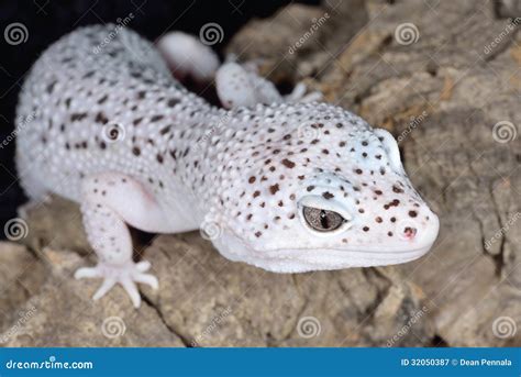 Brown And White Spotted Leopard Gecko Stock Image - Image: 32050387