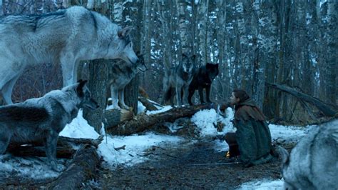 Dire Wolf vs Lion (Game of Thrones) - Carnivora