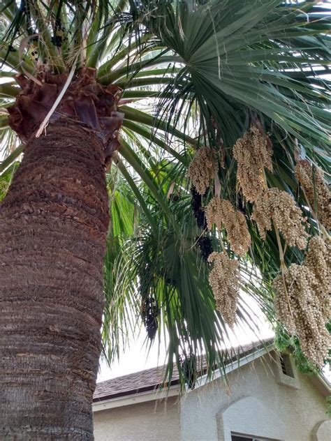 Washingtonia filifera seeds - Freebies - PalmTalk