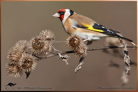 European Goldfinch, males | Focusing on Wildlife