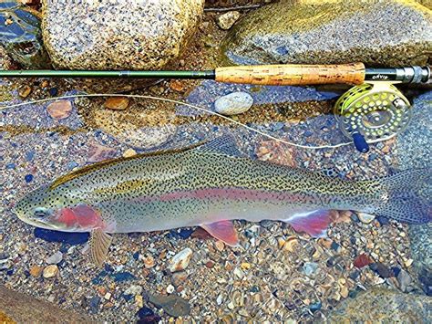 Rainbow trout my first catch on fly. #rainbowtrout #flyfishing | Trout fishing tips, Fly fishing ...