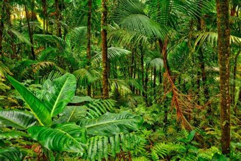 ECOSISTEMA de la SELVA y sus Características