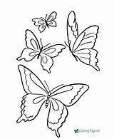 Butterfly Coloring Pages sketch template
