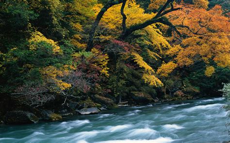 Autumn Forest River