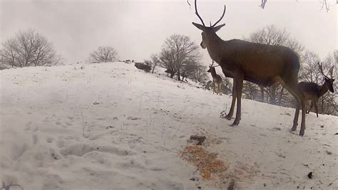 White-tailed Deer Walking Through The Snow In Winter At Jefferson Barracks National Cemetery ...