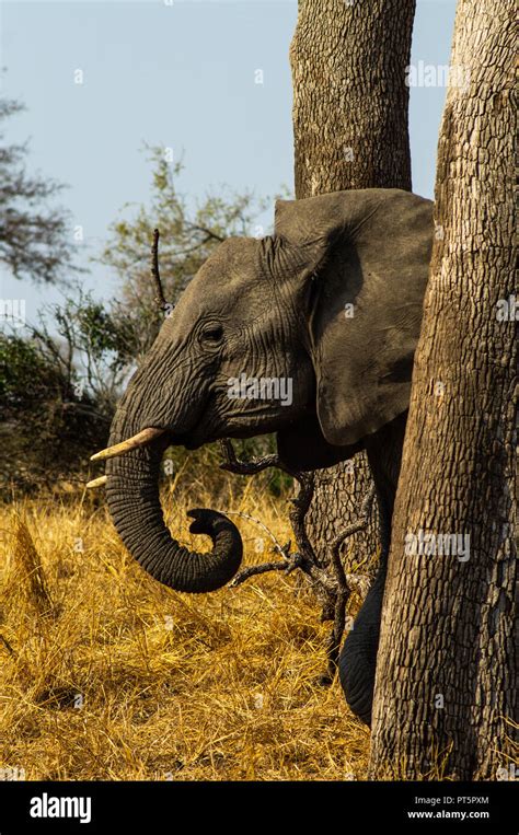 South Africa - Kruger National Park - Big 5 Stock Photo - Alamy