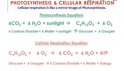 Cellular Respiration Equations