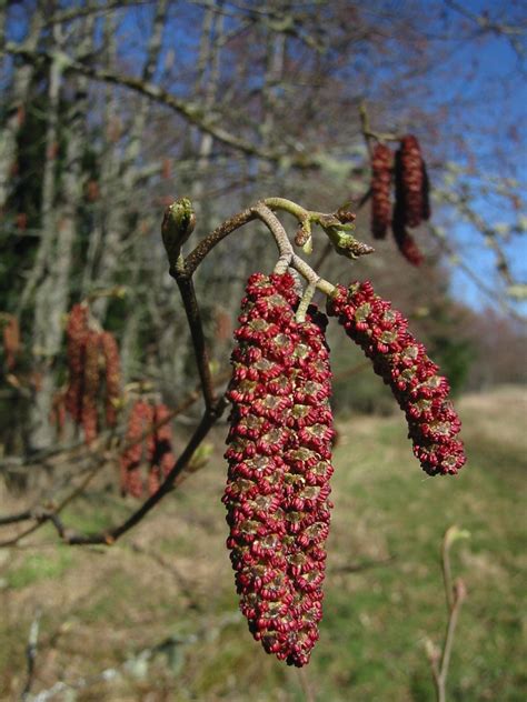 Alnus rubra (Oregon Alder, Pacific Coast Alder, Red Alder, Western Alder) | North Carolina ...