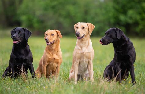 Are Labs Protective Dogs