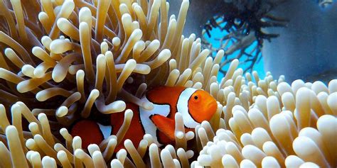 Coral reefs get their genetic revolution - The Daily Climate
