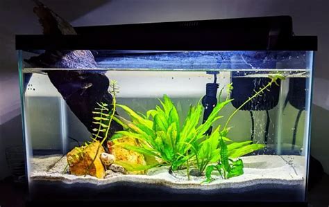 How to Grow Live Plants in a Fish Tank: The Essential Guide | FishkeepUP