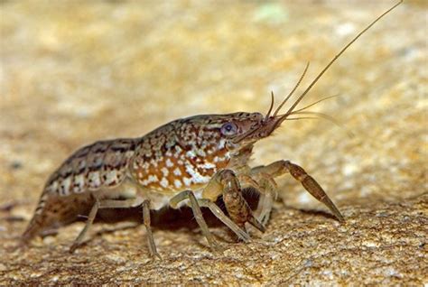 Marbled Crayfish – Invasive Species Centre