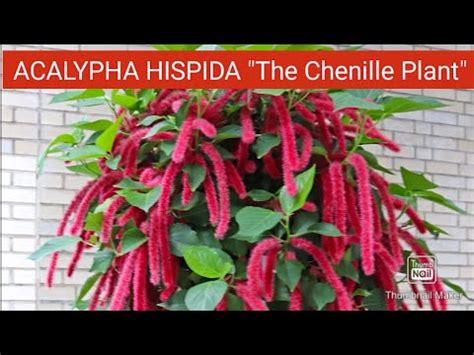 How to Grow and Care Acalypha Hispida/Chenille Plant | Propagation of Acalypha Hispida Plant ...