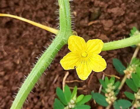 Cucumis anguria (Bur Gourd, Bur Gourds, Gherkin, Goareberry Gourd ...