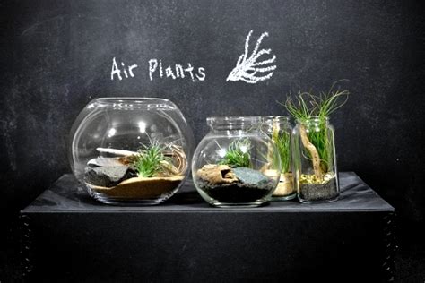 Rootless air plants in a terrarium - Tillandsia properly maintain – Ofdesign