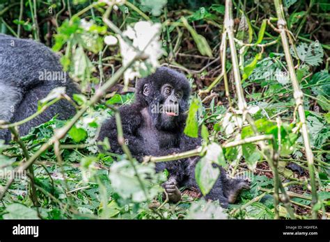 Baby Mountain gorilla sitting in leaves in the Virunga National Park, Democratic Republic Of ...