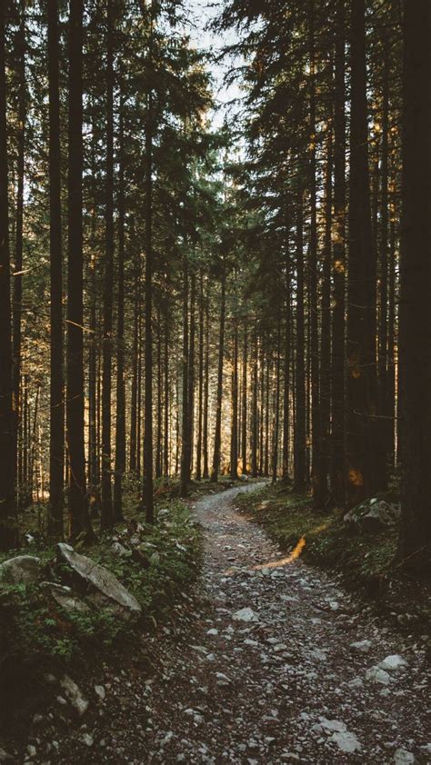 Aesthetic Forest Wallpapers : Pine Forest HD Aesthetic Wallpapers Free ...