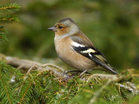 Big Garden Birdwatch: An abundance of garden birds – but where are all the finches ...