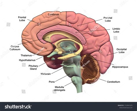 1,687 Brain Diagram Labeled Images, Stock Photos & Vectors | Shutterstock