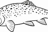 Type Of Apache Trout Coloring Pages  Best Place To Color sketch template