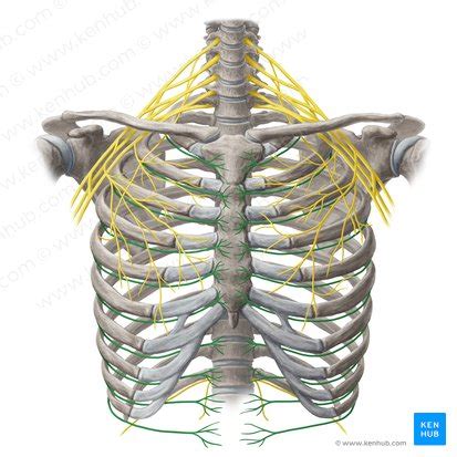 Intercostal nerves: origin, course and function | Kenhub