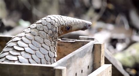 Watch: Tiny Sunda pangolin released after rescue from illegal trade ...