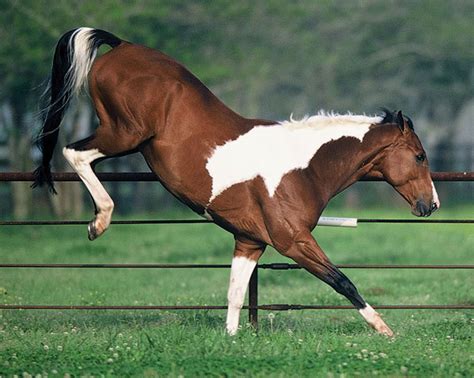 No More Bucking! Solutions For Bucking Horses