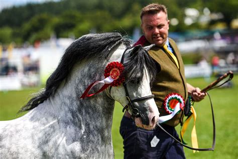 Royal Welsh Show - EquinePix: Welsh Pony & Cob Photography