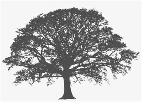 Pridetreecare Arborist Kent Uk - Oak Tree Silhouette Png PNG Image | Transparent PNG Free ...