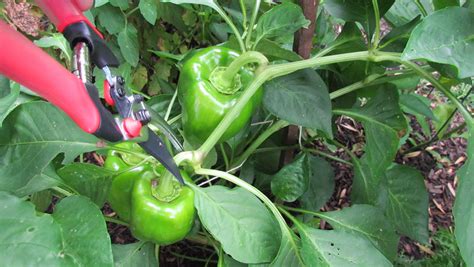 Here's how to properly harvest fruits and vegetables from the garden